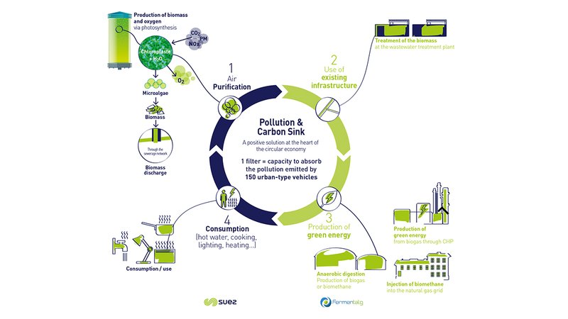 carbon sink infography