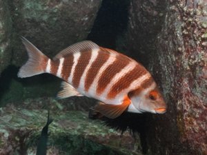 Ocean warming detrimental to inshore fish species