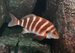 Ocean warming detrimental to inshore fish species
