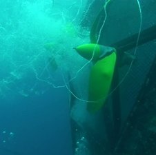 Self-propelled Aquaculture Cage Debuts in Culebra