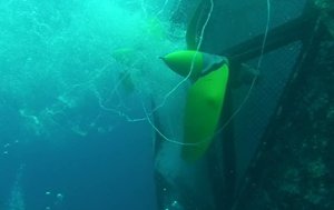 Self-propelled Aquaculture Cage Debuts in Culebra