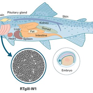 fish_invitrome_e