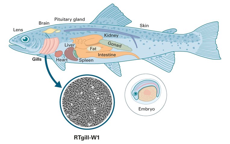 fish_invitrome_e