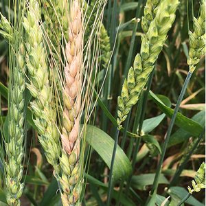 fusarium-on-wheat