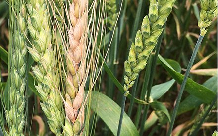 fusarium-on-wheat