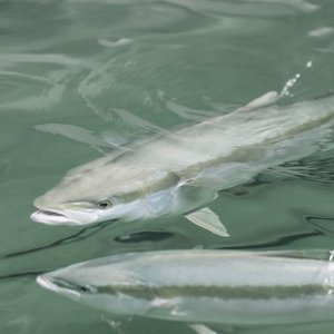 How to improve yellowtail kingfish performance at summer temperatures