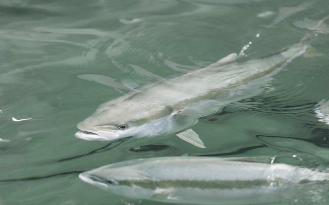 How to improve yellowtail kingfish performance at summer temperatures