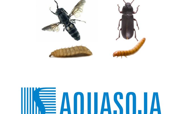 Insect meal as a feed ingredient of meagre and European seabass