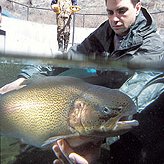 Muscling in on Meatier Trout