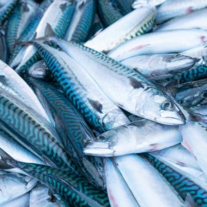mackerel_shutterstock_1674010870