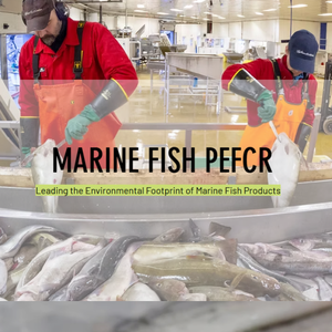 marine-fish-pefcr-1024x505