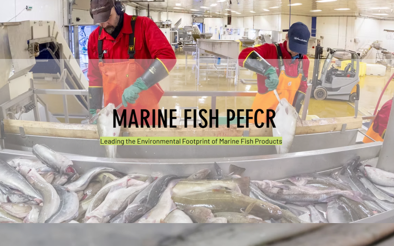marine-fish-pefcr-1024x505