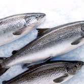 Genetic shortcut to breeding super-healthy salmon