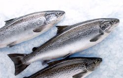 Genetic shortcut to breeding super-healthy salmon