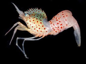 Bid on eBay to name a shrimp