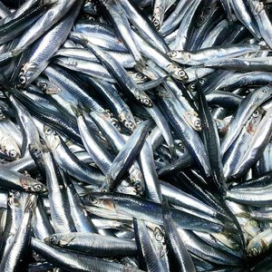 shutterstock_1894888135_Anchovies