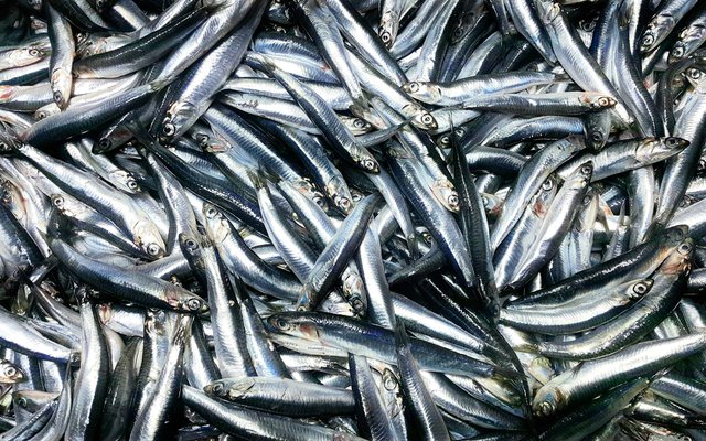 shutterstock_1894888135_Anchovies