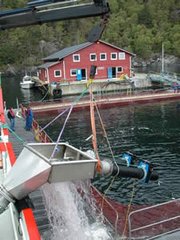 World’s Largest Salmon Farm Opens in Norway for Scale-up of Feeding Trials