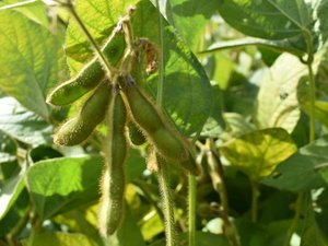 soybean-plant-Ukraine_small