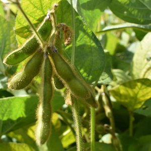 soybean-plant-Ukraine_small