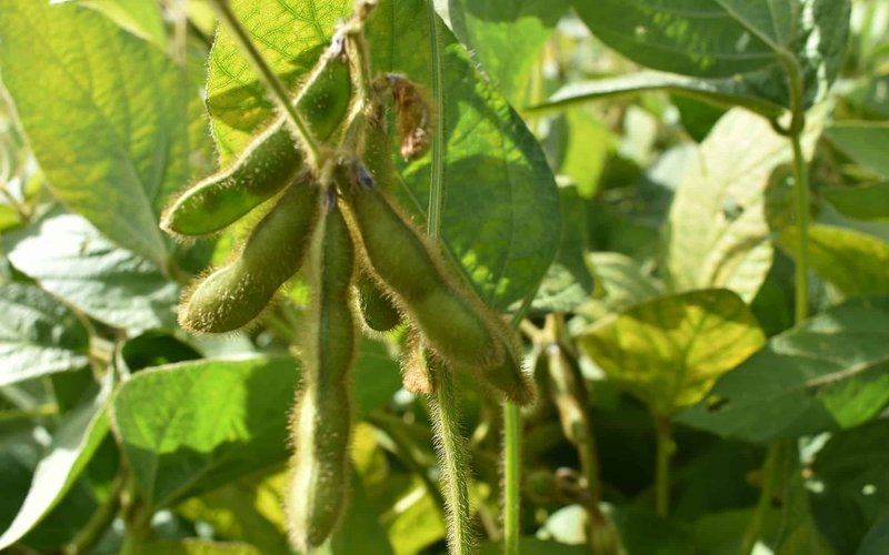 soybean-plant-Ukraine_small