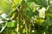 soybean-plant-Ukraine_small