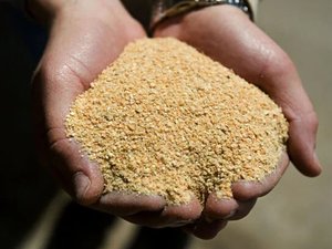soybean_Meal_in_hand-543x815