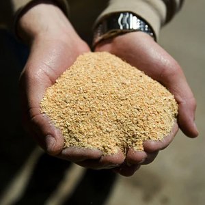 soybean_Meal_in_hand-543x815