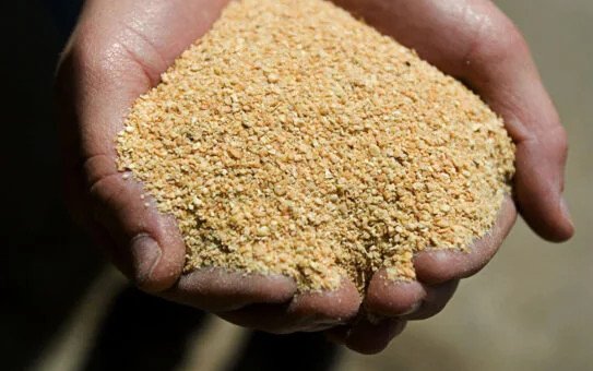 soybean_Meal_in_hand-543x815