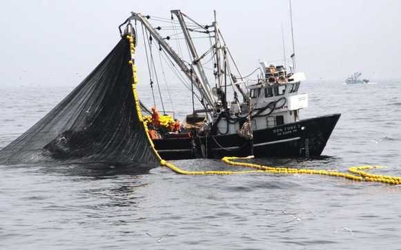 standard_Produce implementa acciones para proteger a la anchoveta, durante la pesca exploratoria en la zona norte-centro