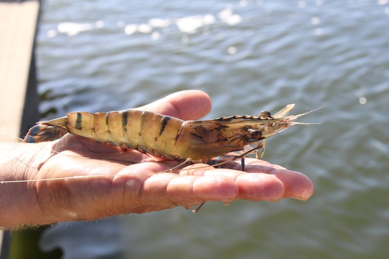 tiger prawn