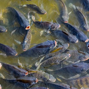 tilapia_shutterstock_2443067369