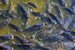 tilapia_shutterstock_2443067369